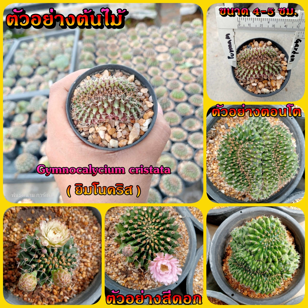 ยิมโนคริส Gymnocalycium cristata ไม้เมล็ด ขนาด 4-5 ซม.ต้นกระบองเพชร ต้นแคคตัส (แคคตัส กระบองเพชร)