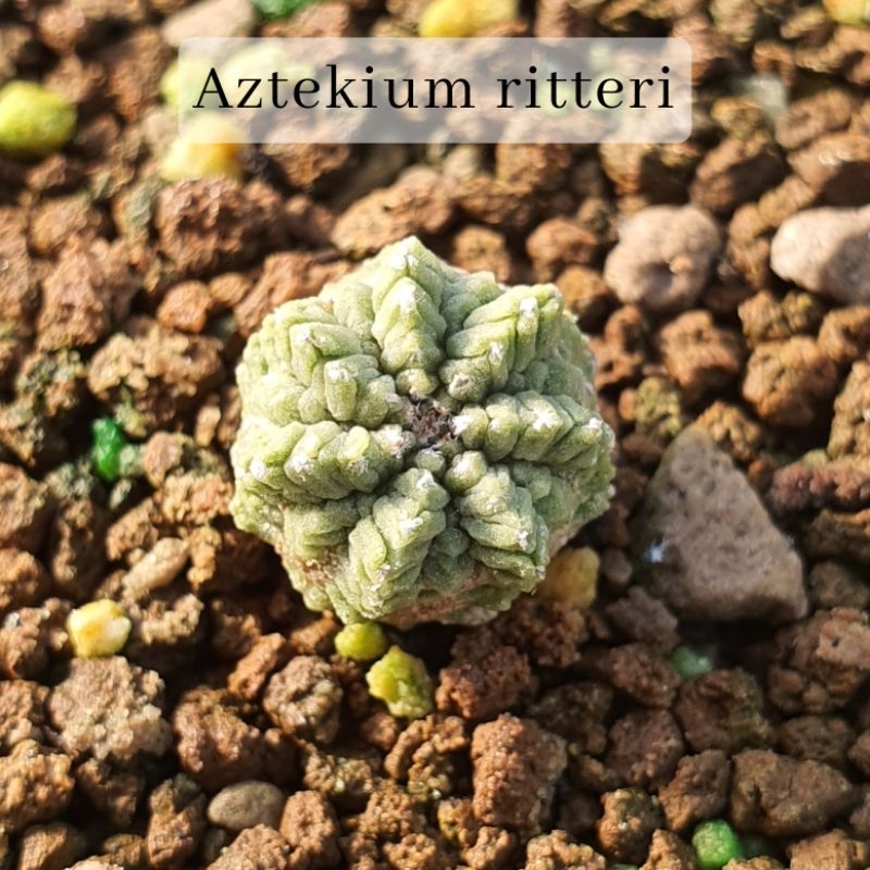 Aztekium ritteri ไม้เพาะเมล็ด อายุสามปี