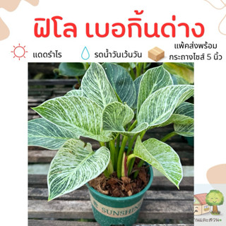 ต้นเบอกิ้นด่าง ส่งในกระถางขนาด 6-8นิ้ว พร้อมตั้งเลี้ยง ฟิโลเ…