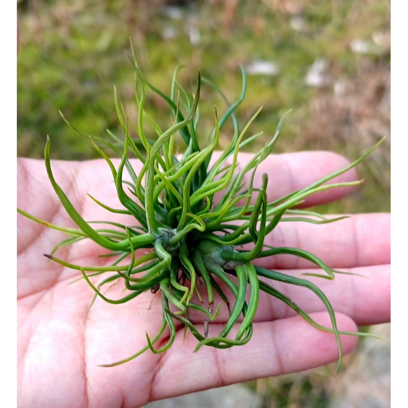 Tillandsia bulbosa ( 3 ต้น 100 บาท )