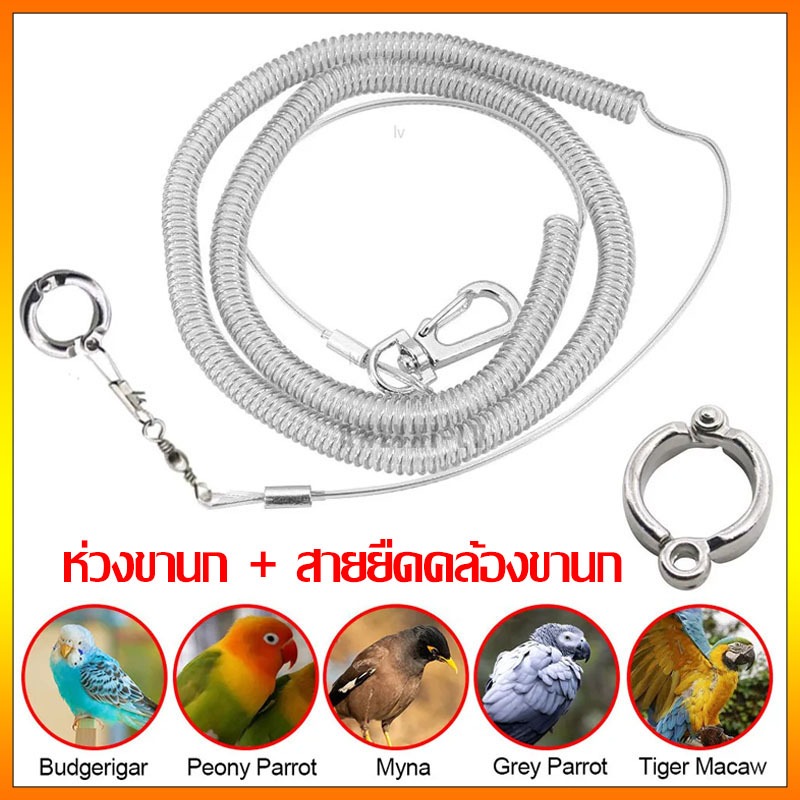 แถมห่วงขานก สายยืดคล้องขานก สายจูงนก อุปกรณ์เลี้ยงนก ป้อนกันนกหลุด พานกออกไปข้างนอก ยาว 3 เมตร