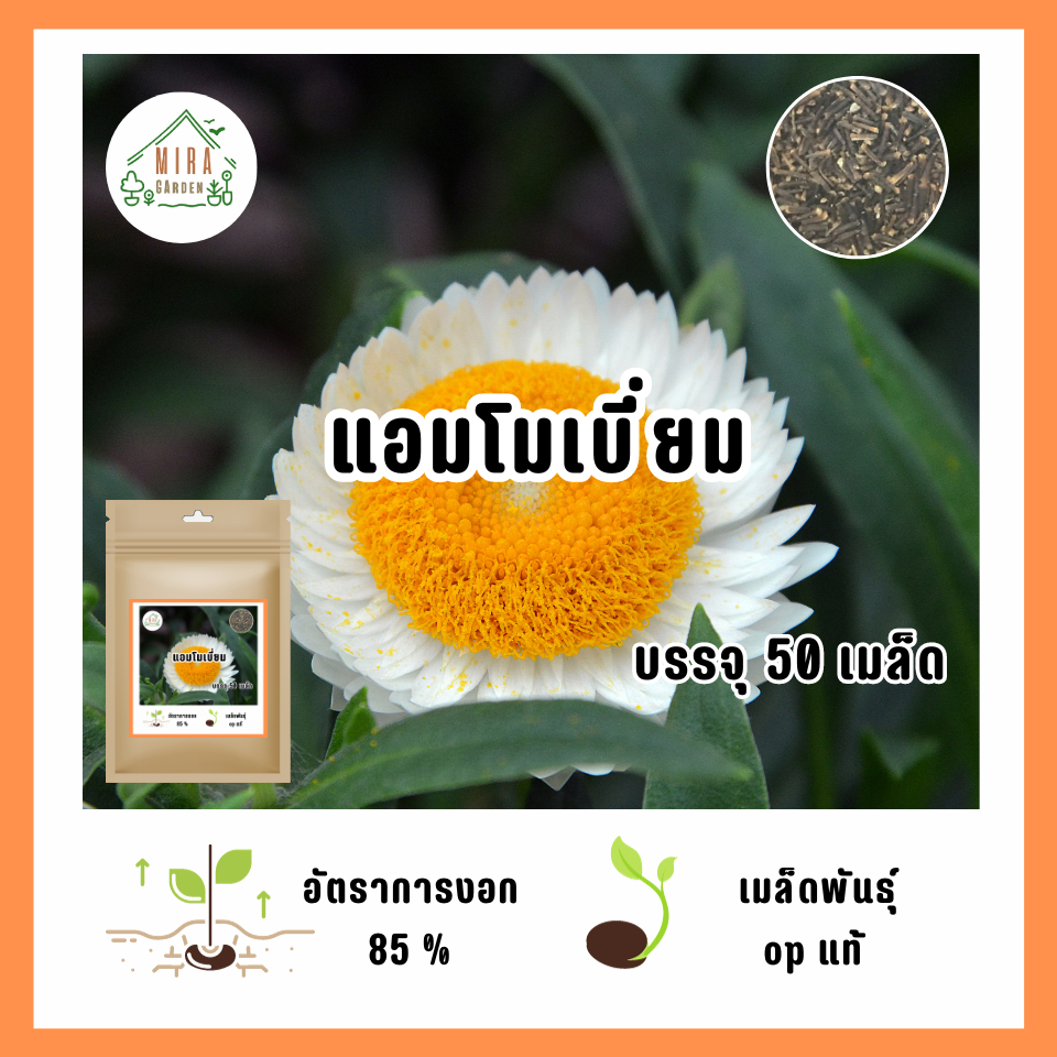 เมล็ดพันธุ์ ดอกแอมโมเบี่ยม บรรจุ 50 เมล็ด