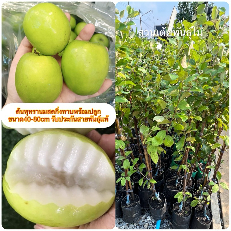 ต้นพุทรานมสดกิ่งทาบพร้อมปลูก ขนาด40-80cm รับประกันสายพันธุ์เเท้