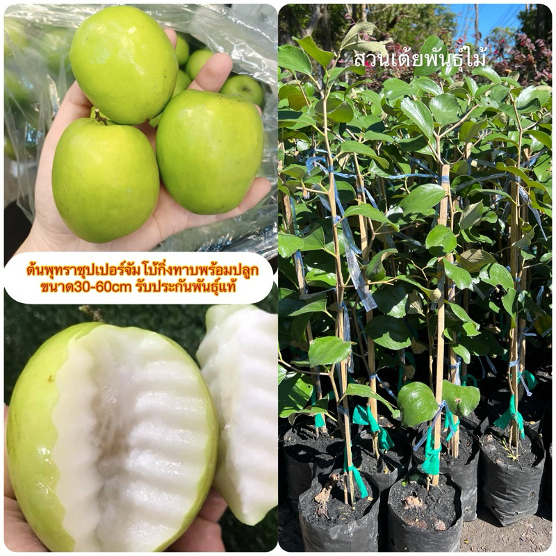 ต้นพุทราซุปเปอร์จัมโบ้กิ่งทาบพร้อมปลูกขนาด30-60cmปลูก 5เดือนติดลูกรับประกันพันธุ์แท้