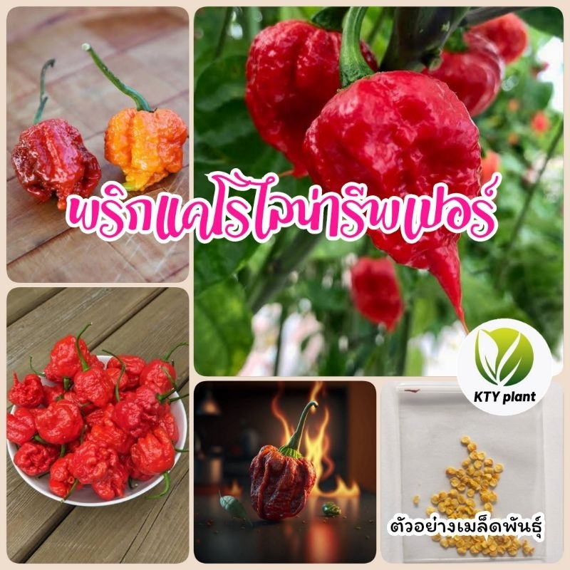 พริกเผ็ดที่สุดในโลก แคโรไลน่ารีพเปอร์​ 5 เมล็ด