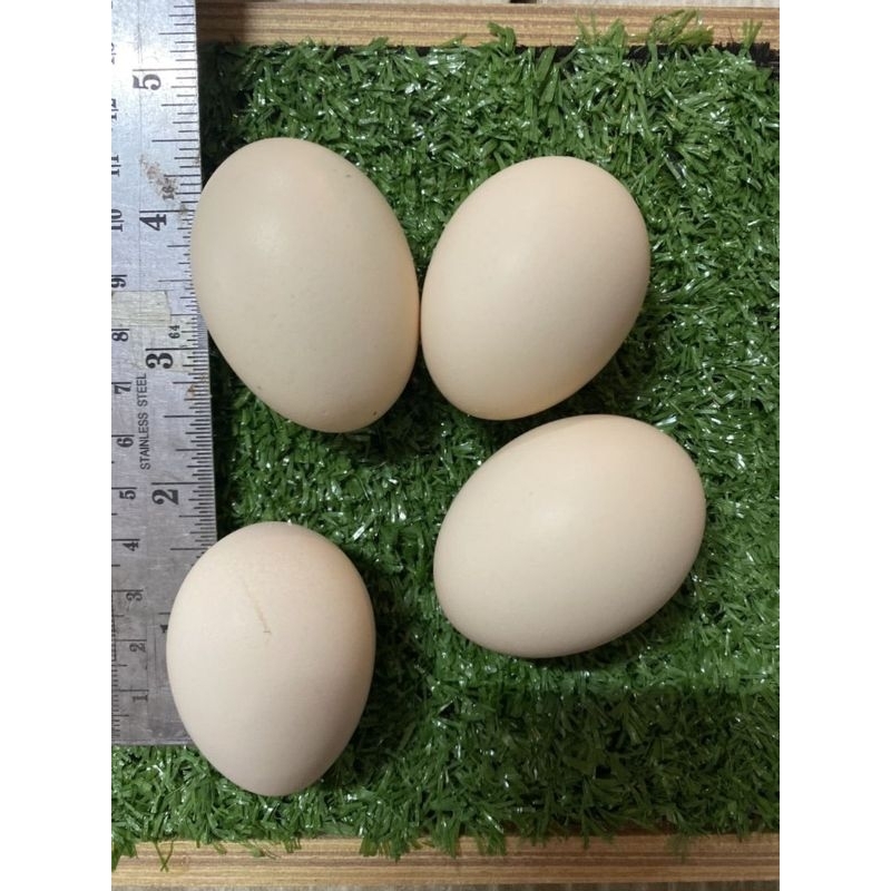 ไข่ไก่เนื้อดำ​ สำหรับฟักในตู้ฟัก​ ชุดละ​ 4ใบ