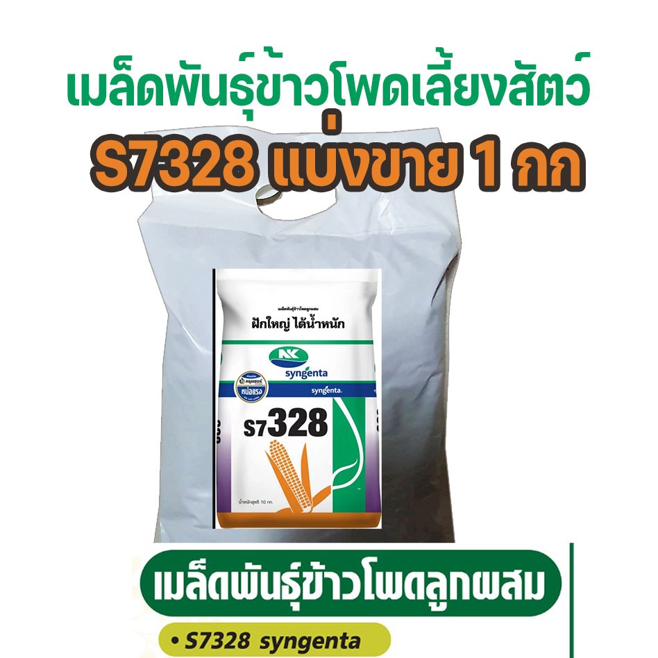 เมล็ดพันธุ์ข้าวโพดลูกผสม syngenta s7328 ขนาด 3หุน แบ่งขาย 1 กก พันธุ์ข้าวโพดเลี้ยงสัตว์ น้ำหนักดีราก