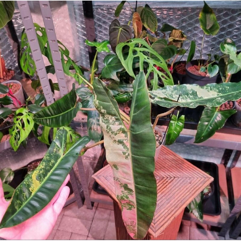 🧡🍊philodendron billietiae / ก้านส้มด่างชมพู ลุ้นติดด่างชมพู 🍊🧡(  ไม้เนื้อเยื่อขนาดL)อนุบาลพร้อมส่ง