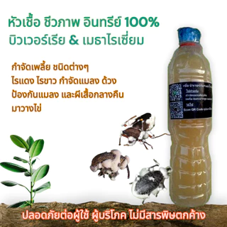 หัวเชื้อ บิวเวอร์เรีย+เมธาไรเซียม+ พาซิโลมัยซิส สำหรับ กำจัดและป้องกัน เพลี้ย และ แมลงศัตรูพืช
