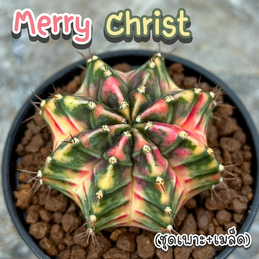 ชุดเพาะเมล็ด Merry Christ กระบองเพชร/แคคตัส