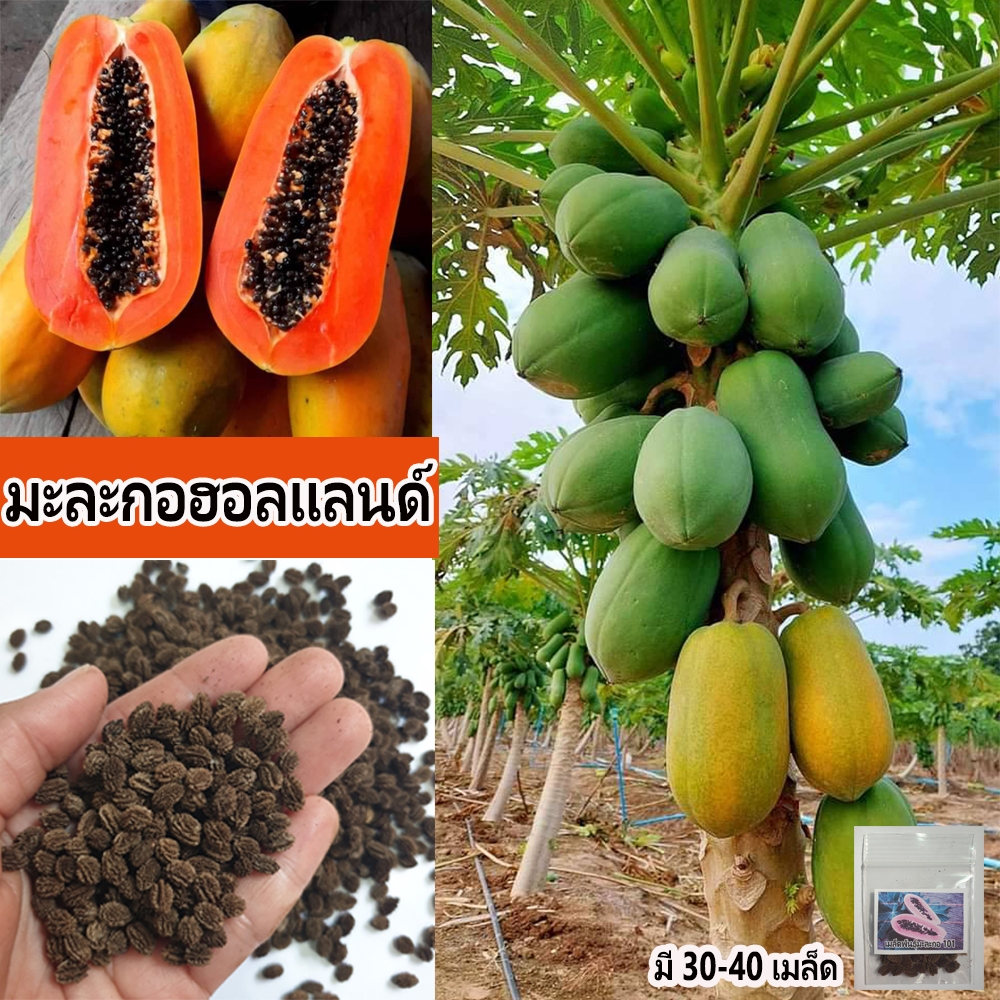เมล็ดพันธุ์มะละกอฮอลแลนด์ เนื้อมะละกอมีสีแดงอมส้ม เนื้อหนา ไม่เละ ปลายผลมีทรงป้านคล้ายกับผลฟัก