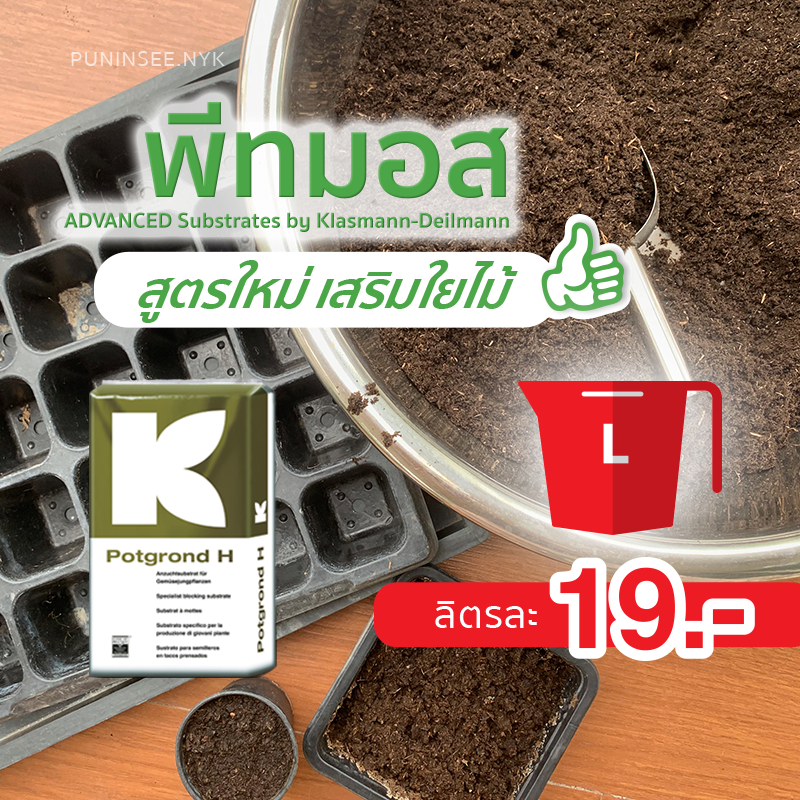[ แบ่งขาย/ลิตร ] 🌱 พีทมอส วัสดุเพาะเมล็ด ต้นกล้า ชำกิ่ง รากเดินดี Potgrond H by Klasmann คลาสแมน