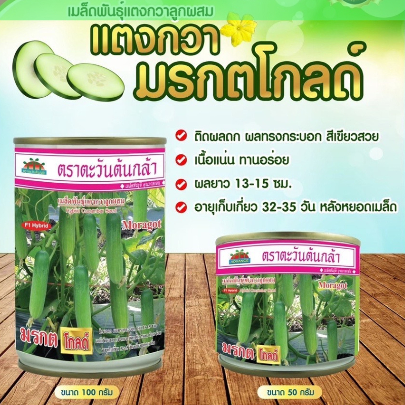 50กรัม แตงกวา มรกตโกลด์ ตะวันต้นกล้า เมล็ดแตงกวา🥒 มรกตโกลด์ เมล็ดพันธุ์แตงกวา