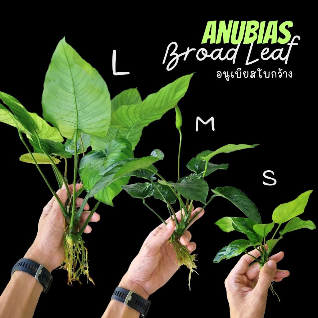 อนูเบียส ใบกว้าง เลือกได้ 3 ขนาด S, M, L - ANUBIAS BROAD LEAF ต้นไม้น้ำ