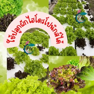 กล่องโฟมปลูกผัก 10 kg ทรงแบน กล่องกุ้ง กล่องโฟมปลูกผักไฮโดรโปนิกส์ จุน้ำได้ 24 ลิตร