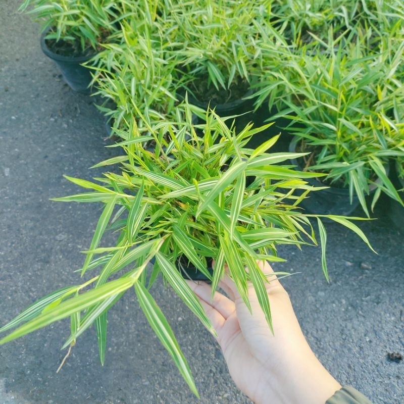 ต้นไผ่แมว ไผ่เงิน กระถาง 6 นิ้ว ของโปรดน้องเหมียว (ปลูกด้วยวิธีปลอดสารพิษ)