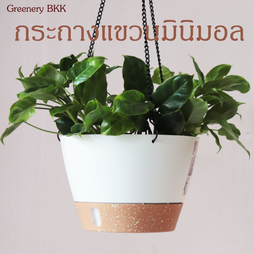 กระถางแขวนมินิมอล 10 นิ้ว และ 8 นิ้ว มีระบบล็อคถาดรองกับตัวกระถาง Hanging Pot