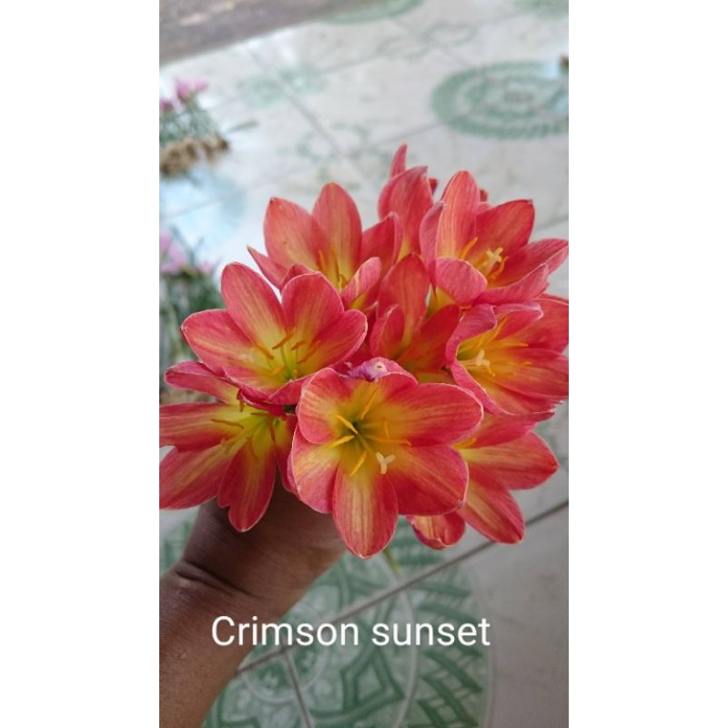บัวดินคริมสัน ซันเซต