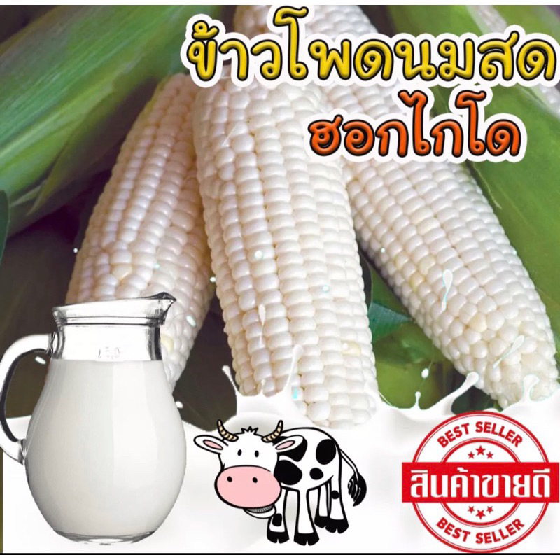 เมล็ดข้าวโพดนมสดฮอกไกโด หวานทานดิบได้บรรจุ 20-30เมล็ด