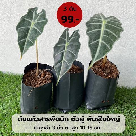 ต้นแก้วสารพัดนึก เซท 3 ต้น ในถุงชำ 3 นิ้ว พันธุ์ใบใหญ่ ตัวผู้ ต้นไม้มงคล ต้นสูง 10-15 ซม มี 1 ใบ