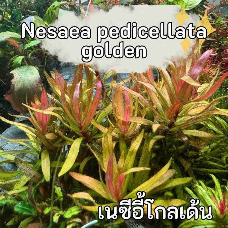 Nesaea Pedicellata Golden ( เนซิอี้โกลเด้น ) ไม้น้ำใบสีทองใต้ใบสีชมพู