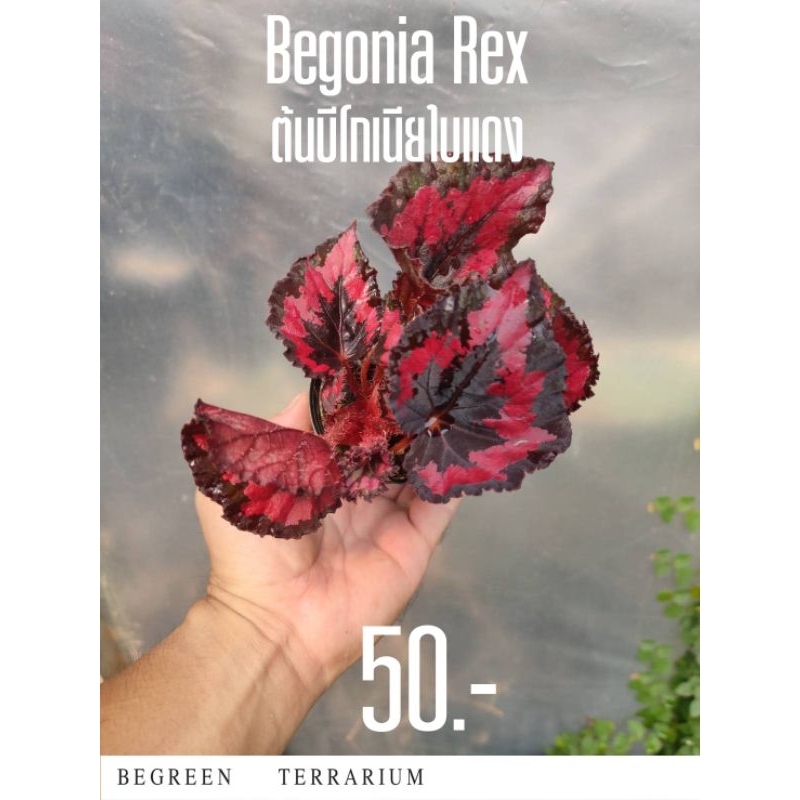 Begonia Rex ต้นบีโกเนีย ใบแดง