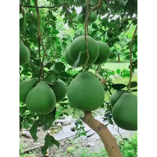 ส้มโอพันธุ์ทับทิมสยาม ต้นเสียบยอด (แท้)เปลือกนุ่มบาง เนื้อส้มโอมีสีชมพูเข้มถึงแดงคล้ายทับทิม รสชาติหวาน