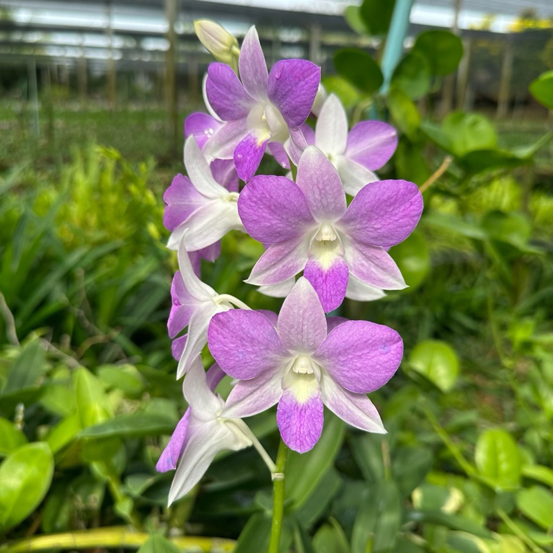 ใหม่!! กล้วยไม้สกุลหวาย สีม่วงอ่อน กระถาง3.5นิ้ว (ไม่ติดดอก)