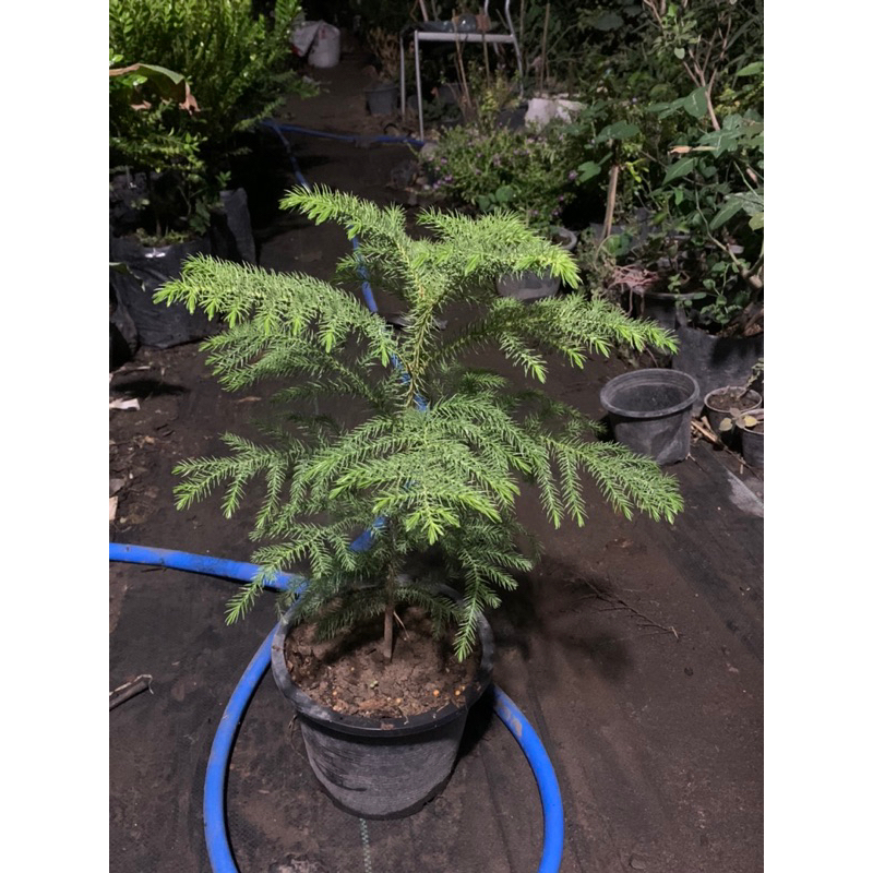 สนฉัตร (Norfolk island pine)🌲 กระถาง 8️⃣.5️⃣ นิ้วสูง 50-70 ซม+ ฟอร์มสวยๆ  ทนแล้ง สู้แดด สนที่ปลูกเลี้ยงง่าย โตช้า