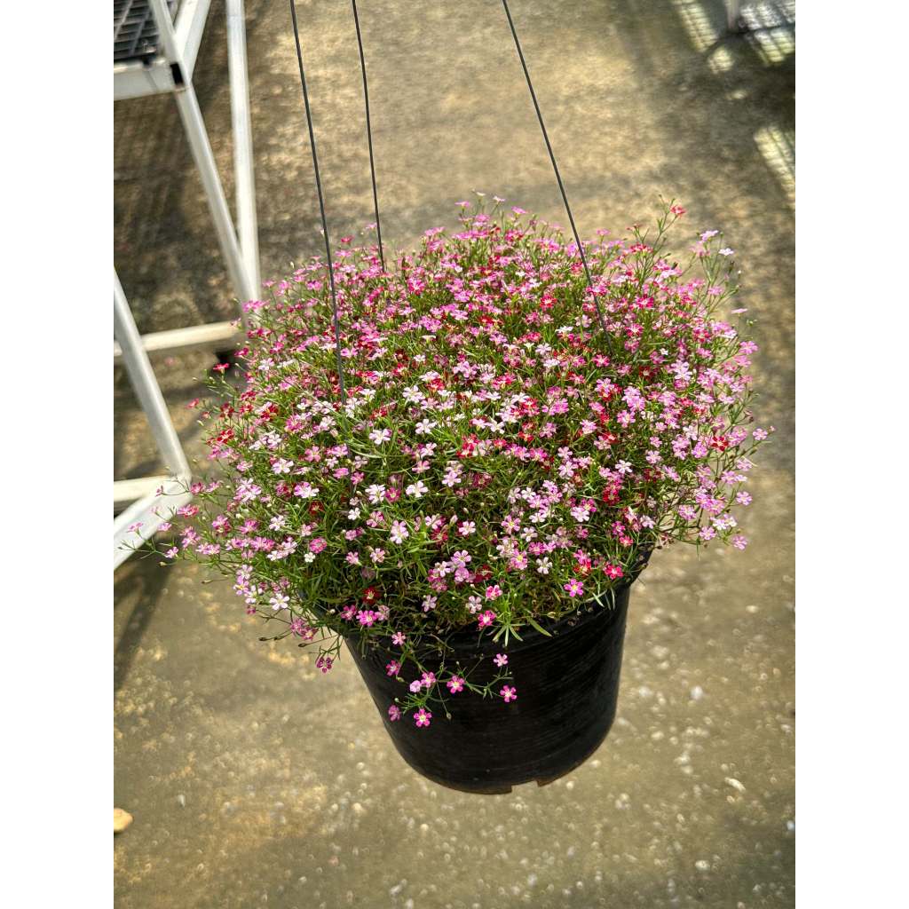 มุมมอง 2