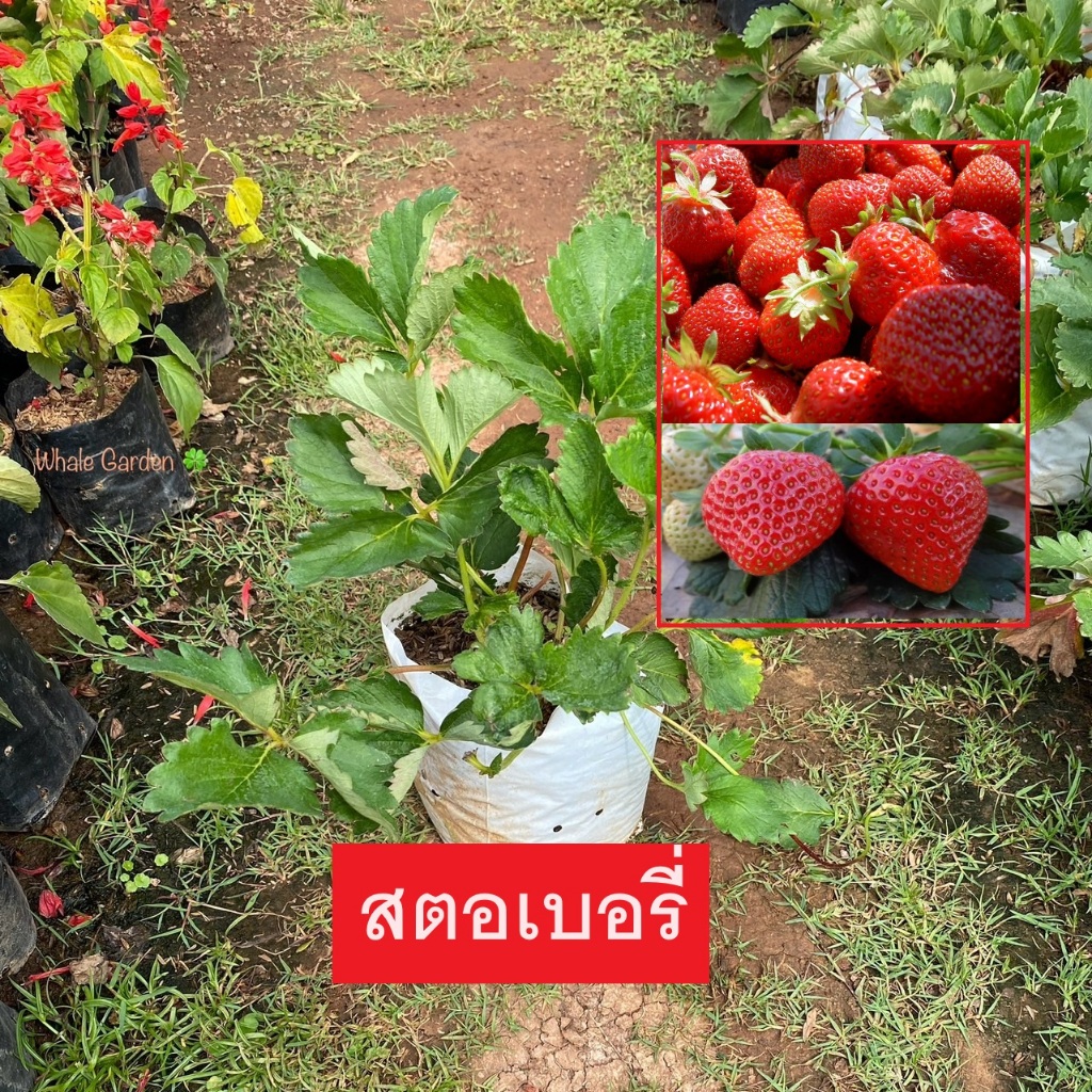 ต้นสตรอว์เบอร์รี สตรอว์เบอร์รี (Strawberry) รสหวาน เริ่มติดดดอก ให้ผลจริง (รับประกัน ส่งใหม่ฟรี หากสินค้าเเสียหาย!!)