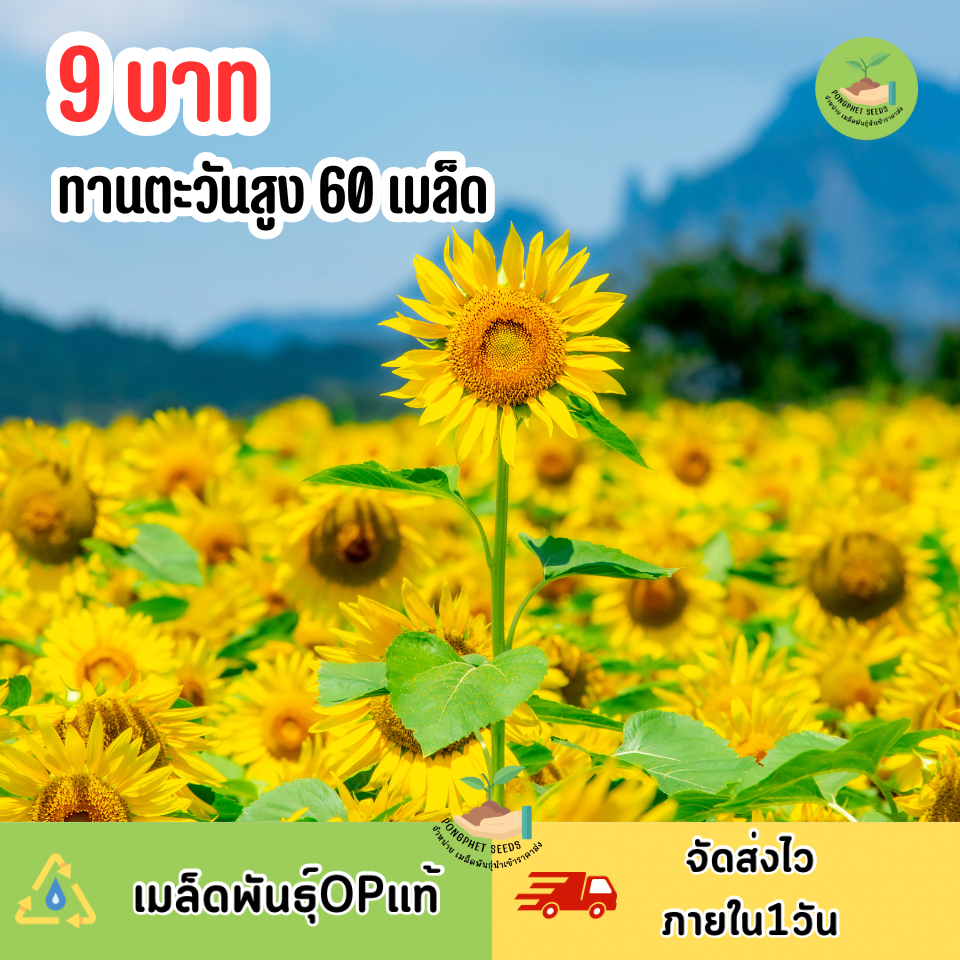 เมล็ดทานตะวันสูง บรรจุ 60 เมล็ด