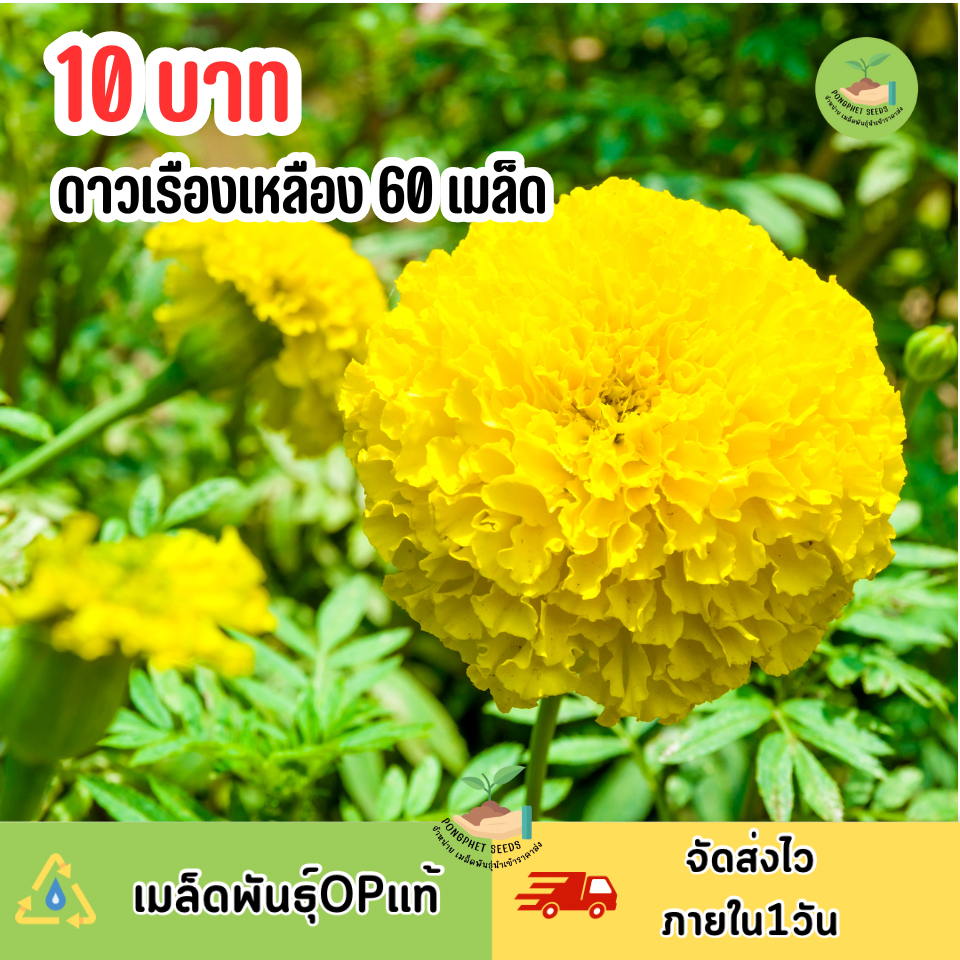 ดาวเรืองสีเหลือง บรรจุ 60 เมล็ด