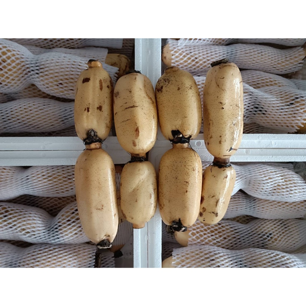 อมส่ง 1KG รากบัวสดเกรดพรีเมี่ยม รากบัว รากบัวนำเข้า คัดพิเศษ รากบัว