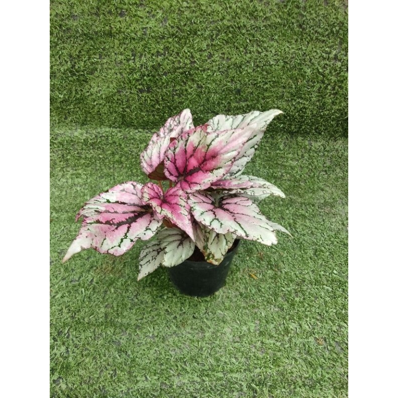 ต้นบีโกเนีย" Hugh Mclaughin "  [ Begonia  Hugh Mclaughlin ] ในกระถาง3"