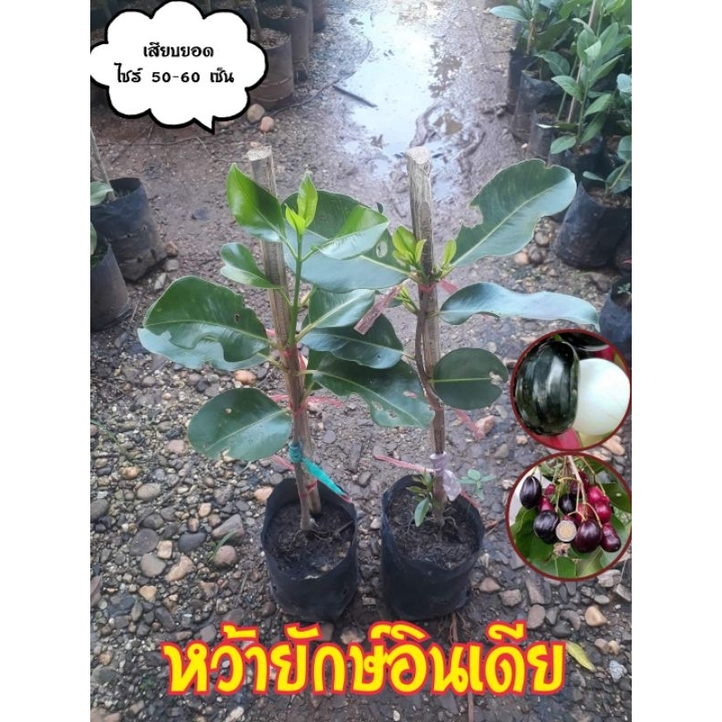 🌿🌿หว้ายักษ์อินเดีย🌿🌿