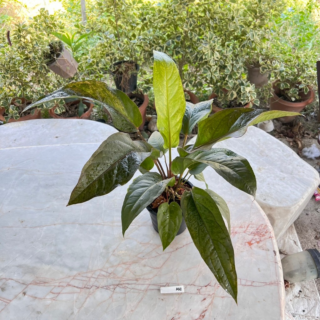 โชคเก้าชั้น Anthurium ‘Renaissance’ ไม้เมล็ด เลือกต้นได้