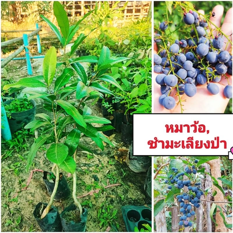 ต้นหมาว้อ ,ชำมะเลียงป่า ผลไม้ป่าหายาก รสหวานปนฝาดนิดๆ  ต้นเเข็งเเรงพร้อมปลูก สินค้าเสียหายยินดีเคลมฟรี