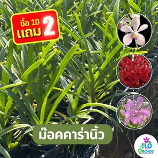 กล้วยไม้ ม๊อคคาร่า (ไซส์กระถางนิ้ว)