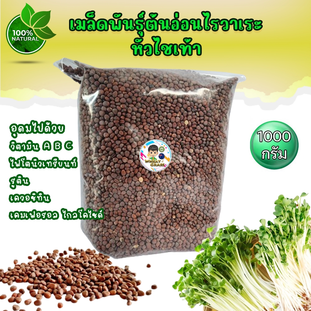 1 kg เมล็ดไควาเระ เมล็ดต้นอ่อนหัวไชเท้า เมล็ดเพาะงอก Microgreen ผักเพื่อสุขภาพ