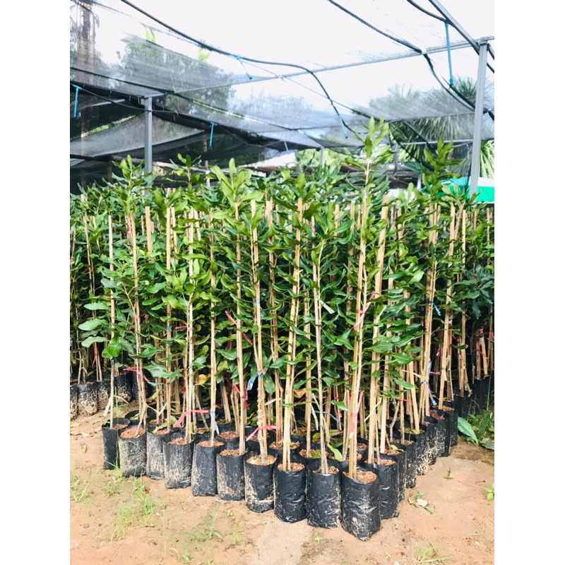 ต้นแมคคาเดเมีย(ทาบกิ่ง) (Macadamia) ราชาแห่งถั่ว กิ่งทาบ 3ปี ติดผลเร็วสุด