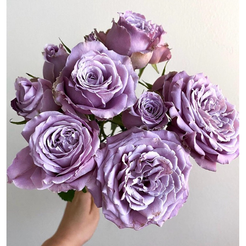 กุหลาบ princess kaori rose สีม่วง พาลเทล บานทนดอกหอมอ่อน