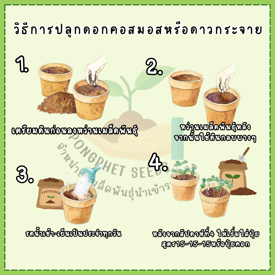 ถูกสุดคุ้ม เม็ดพันธุ์ ดอกคอสมอสสีขาวล้วนไม่มีสีอื่นผสมบรรจุ 250 เมล็ด - รูปที่ 5