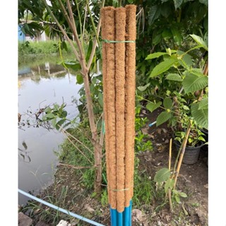 หลักใยมะพร้าวสูง 1 เมตร  เสาหลักใยมะพร้าว สำหรับไม้เลื้อยพลู…