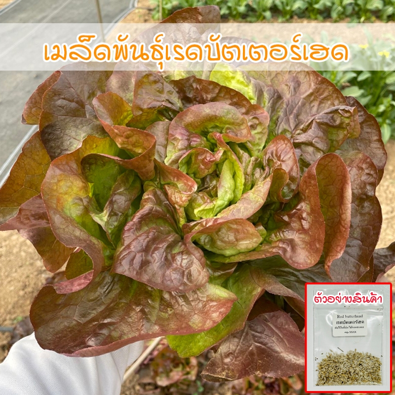 เมล็ดพันธุ์ เรดบัตเตอร์เฮด ผักสลัด ออแกนิค ปลูกง่ายโตเร็ว 90-200 เมล็ด [ซื้อ 10 เเถม 1 คละได้]