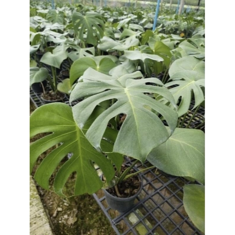 มอนสเตอร่า ไจแอนท์ Monstera deliciosa Liebm. พลูฉีก พลูแฉก