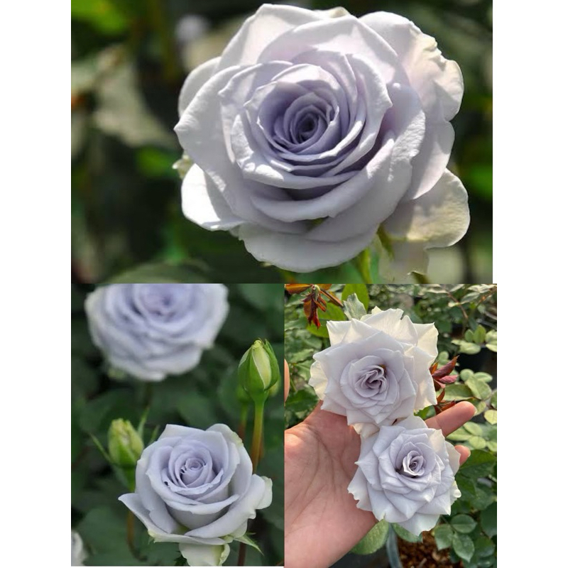 กุหลาบบลูกาวิตี้ (Blue gravity rose ) กุหลาบดอกโทนสีฟ้าเทา สีสวยแปลกตา