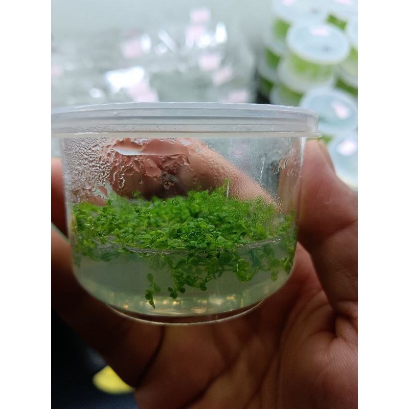 หวีดจิ๋ว (เนื้อเยื่อ)ต้นไม้น้ำ สวยงามพร้อมส่ง - รูปที่ 2