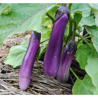 🌱เมล็ดมะเขือยาวม่วง 50 เมล็ด (ซื้อ5แถม1คละได้)