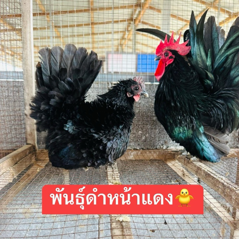 พัฒนพลฟาร์ม ไข่เชื้อไก่แจ้พันธุ์ดำหน้าแดง 30 บาท พัฒนพลฟาร์ม